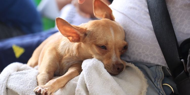 Cancún registra hasta 15 reportes diarios por maltrato y abandono animal