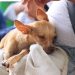 Cancún registra hasta 15 reportes diarios por maltrato y abandono animal