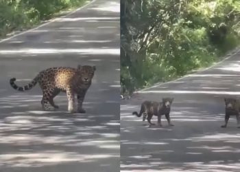 Captan a dos jaguares jóvenes cerca de la zona arqueológica de Calakmul