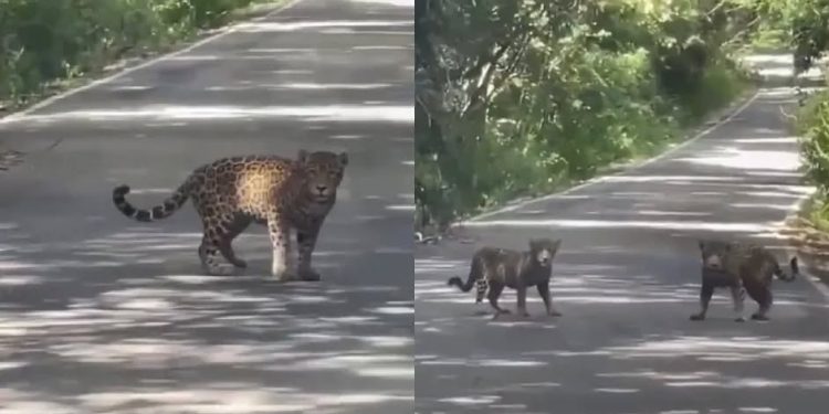 Captan a dos jaguares jóvenes cerca de la zona arqueológica de Calakmul