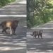 Captan a dos jaguares jóvenes cerca de la zona arqueológica de Calakmul