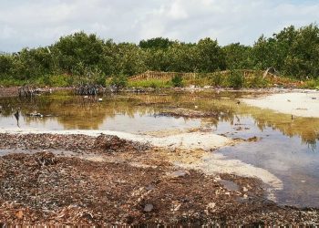 Día Mundial de los Humedales: Quintana Roo enfrenta una pérdida crítica de estos ecosistemas