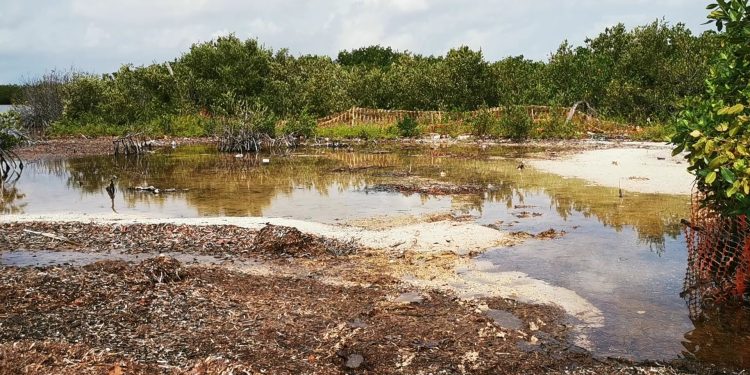 Día Mundial de los Humedales: Quintana Roo enfrenta una pérdida crítica de estos ecosistemas