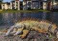 Frío histórico sorprende a Miami: nieve llega a Florida e iguanas quedan paralizadas