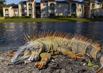 Frío histórico sorprende a Miami: nieve llega a Florida e iguanas quedan paralizadas