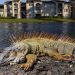 Frío histórico sorprende a Miami: nieve llega a Florida e iguanas quedan paralizadas