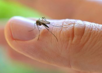 Quintana Roo se posiciona entre los estados con más casos de dengue