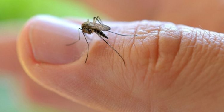 Quintana Roo se posiciona entre los estados con más casos de dengue