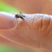 Quintana Roo se posiciona entre los estados con más casos de dengue