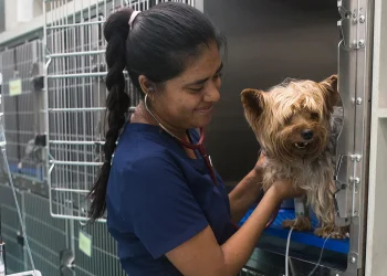 Hospital veterinario de Cancún operará con autonomía económica