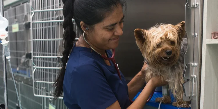 Hospital veterinario de Cancún operará con autonomía económica