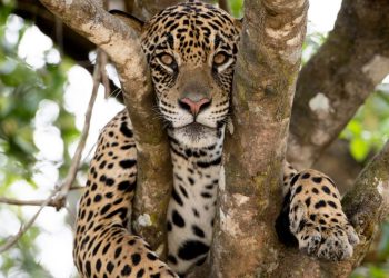 El Corredor del Jaguar busca regenerarse con acciones urgentes de restauración