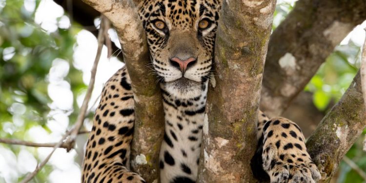 El Corredor del Jaguar busca regenerarse con acciones urgentes de restauración