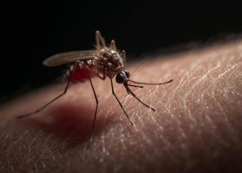 Tabasco se coloca entre los estados con más casos de dengue en el país