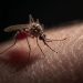 Tabasco se coloca entre los estados con más casos de dengue en el país
