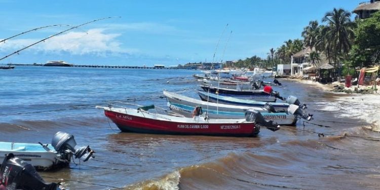 Arribos de sargazo generan incertidumbre entre pescadores de Playa del Carmen rumbo a la Cuaresma