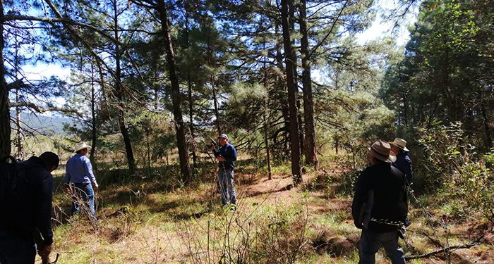 El gobierno capitalino capacita en el saneamiento de Bosques del Suelo de Conservación afectados por el escarabajo descotezador