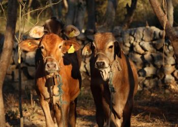 Exhortan a reforzar la revisión de animales ante casos de gusano barrenador
