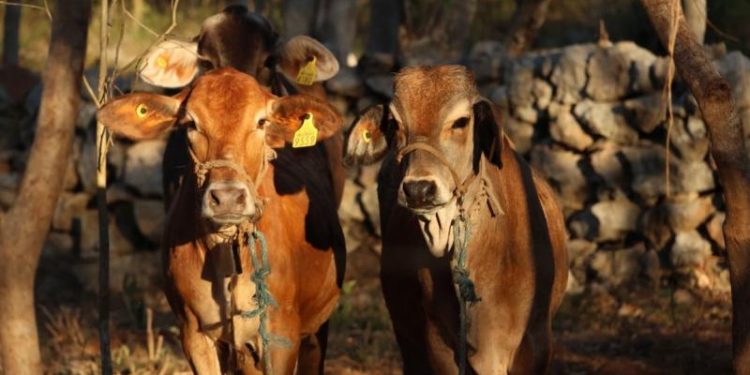 Exhortan a reforzar la revisión de animales ante casos de gusano barrenador