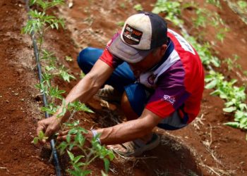Siembran esperanza y cosechan bienestar para sus familias y el campo yucateco