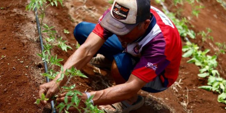 Siembran esperanza y cosechan bienestar para sus familias y el campo yucateco
