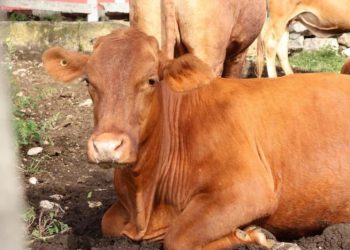 Control y prevención del gusano barrenador en Yucatán para proteger la salud animal