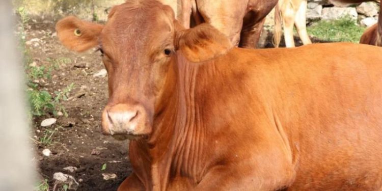 Control y prevención del gusano barrenador en Yucatán para proteger la salud animal
