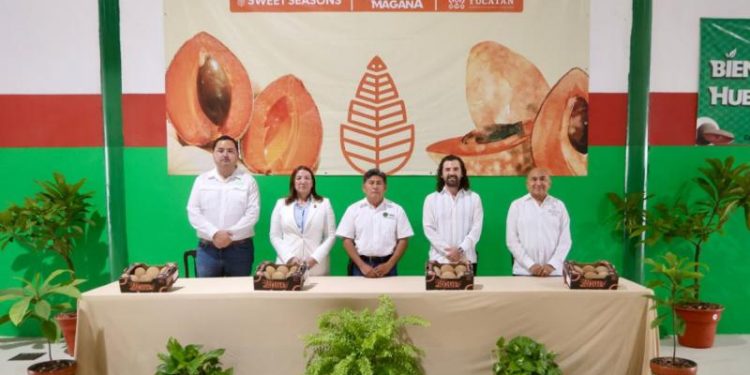 Yucatán concreta primer envío histórico de mamey al Reino Unido