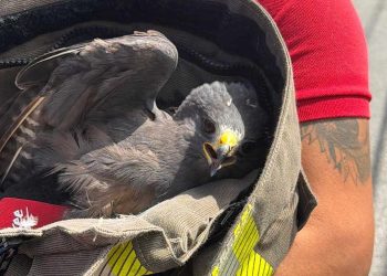 Bomberos rescatan águila lesionada en avenida de Cancún