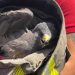 Bomberos rescatan águila lesionada en avenida de Cancún