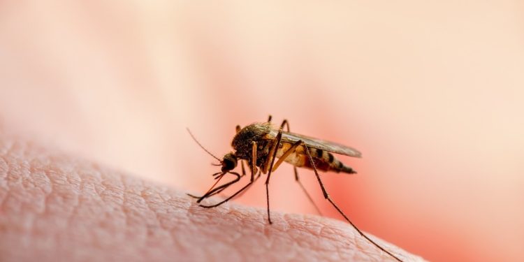 Tabasco supera los 200 casos de dengue; Jalpa y Nacajuca en zona de epidemia