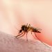 Tabasco supera los 200 casos de dengue; Jalpa y Nacajuca en zona de epidemia