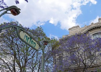 La CDMX florece para el mundo… Las Jacarandas, emblema turístico de la Ciudad de México