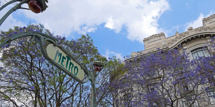 La CDMX florece para el mundo… Las Jacarandas, emblema turístico de la Ciudad de México
