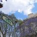 La CDMX florece para el mundo… Las Jacarandas, emblema turístico de la Ciudad de México