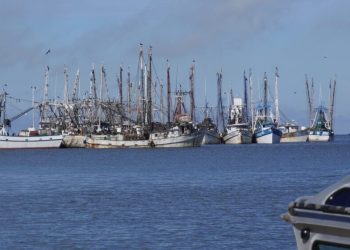 Cae 25% la producción de camarón en Campeche; flota prevé paro anticipado