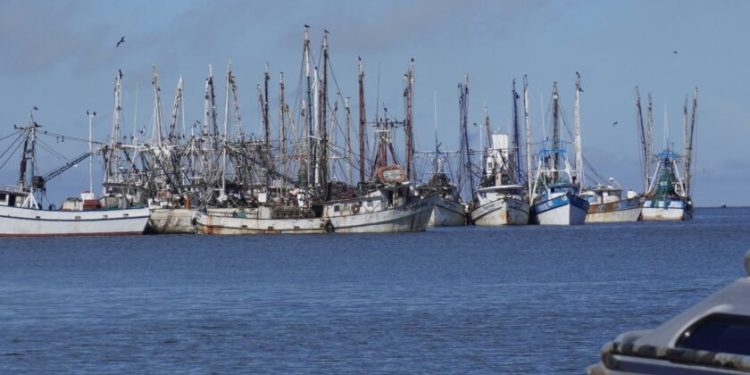 Cae 25% la producción de camarón en Campeche; flota prevé paro anticipado