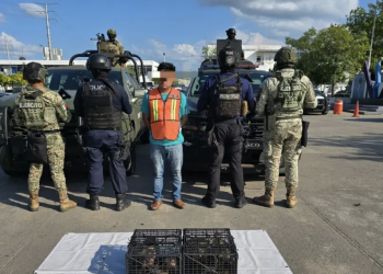 Detienen en Macuspana a presunto traficante de migrantes y fauna silvestre