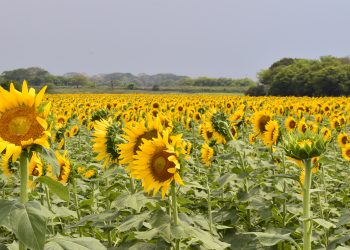 Balancán alista el Festival del Laberinto de los Girasoles