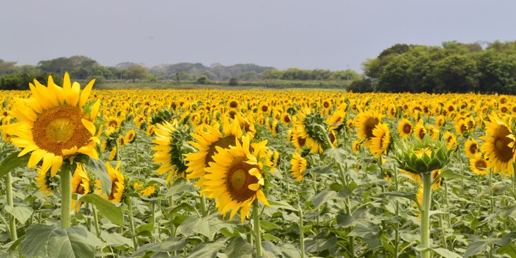 Balancán alista el Festival del Laberinto de los Girasoles