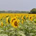 Balancán alista el Festival del Laberinto de los Girasoles