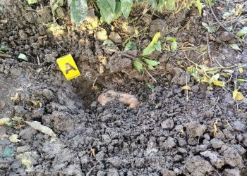 Localizan restos humanos en fosa clandestina dentro de un rancho en Jalpa de Méndez