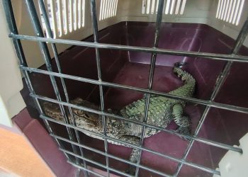 Investigan posesión ilegal de cocodrilo en Champotón; caso es turnado a Profepa