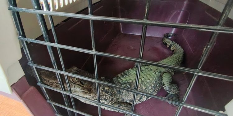 Investigan posesión ilegal de cocodrilo en Champotón; caso es turnado a Profepa