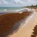 Quintana Roo refuerza estrategia contra el sargazo y analiza barrera en Playa Corales