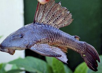 Buscan aprovechar pez diablo ante amenaza creciente en Quintana Roo