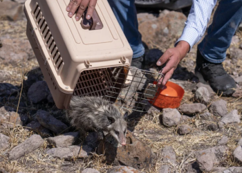 Operativo federal asegura 138 ejemplares y refuerza combate al tráfico de fauna en el sureste