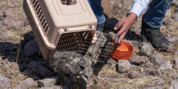 Operativo federal asegura 138 ejemplares y refuerza combate al tráfico de fauna en el sureste