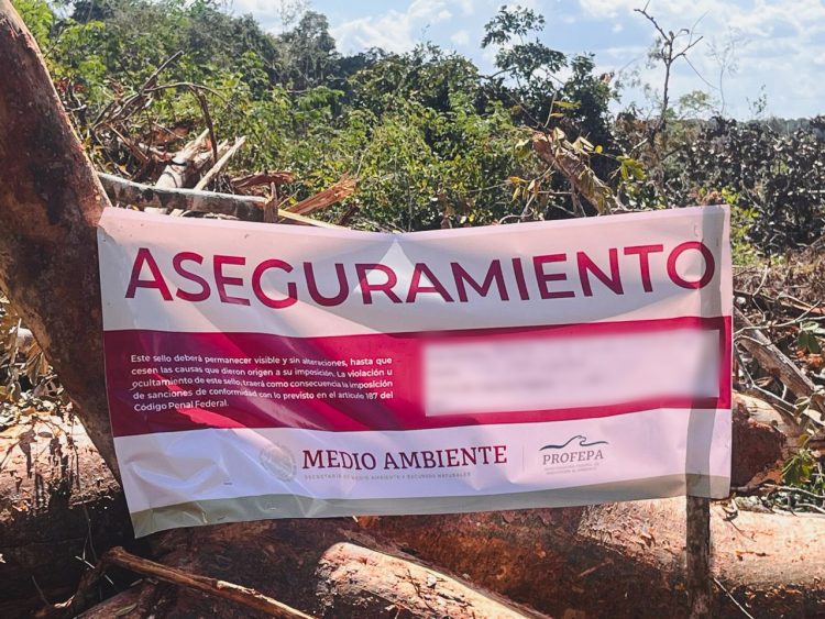 DEVASTAN LA SELVA YUCATECA, AGRICULTORES, INVASORES DE TIERRAS, DESARROLLADORES INMOBILIARIOS, POLÍTICOS DEFRAUDADORES
