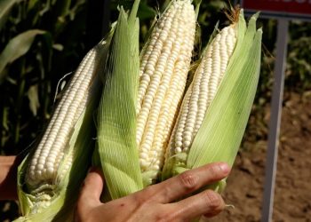 Gobierno de Sinaloa alista apoyo estatal para garantizar precio rentable al maíz